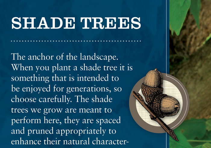 Doty Nurseries / portfolio index image / close-up of interior Shade Tree page.